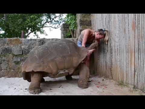 Video: Rùa Con Có Nguy Cơ Tuyệt Chủng Bùng Nổ ở Philippines