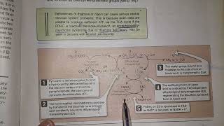 Chapter 9 lippincott : Kreb's Cycle (TCA cycle)- Pyruvate Dehydrogenase Complex (PDHC)