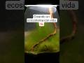 Creando un Ecosistema Vivo en un Tarro
