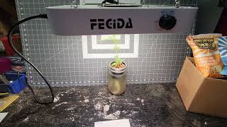 FECiDA CR600 Full Spectrum LED Grow Light 600w review from 503Grown