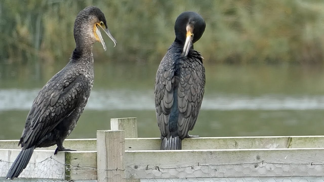 Great Cormorants