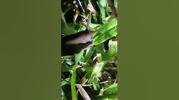 ốc sên ăn cỏ #shorts