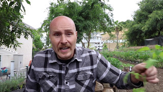 Why I Always Prune Tomatoes (and how I do it)