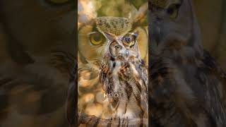 Why Do Owls Hoot? Discover the Mystery!