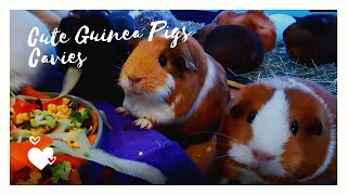 Cute Guinea Pigs 💗 Cavies #2 😂Try Not To Smile😂 || Cute & Funny Animals by Cute & Funny Animals 35 views 3 years ago 7 minutes, 22 seconds