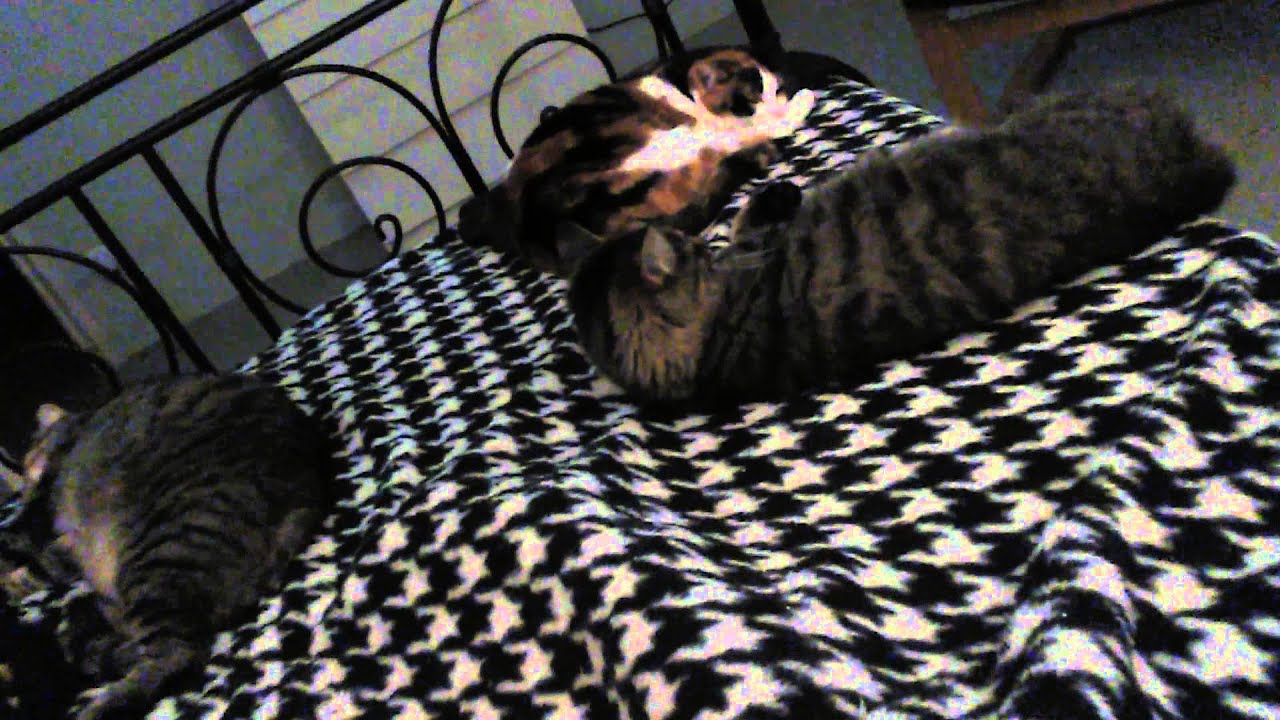 "chats" jouent fort !!!!