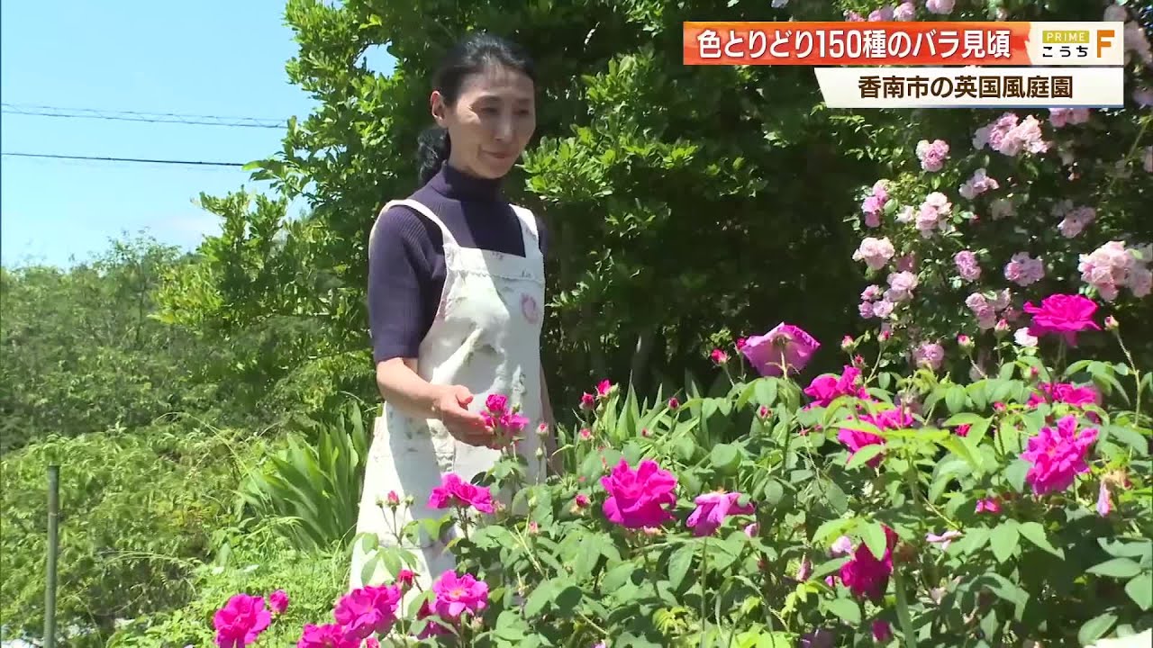 亡き父と30年育てた庭園《イングリッシュガーデン》150種・200本のバラ
