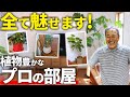【マネしたい！】プロの部屋庭を大公開！オススメの観葉植物や管理方法など有益な情報盛りだくさん！【植物】