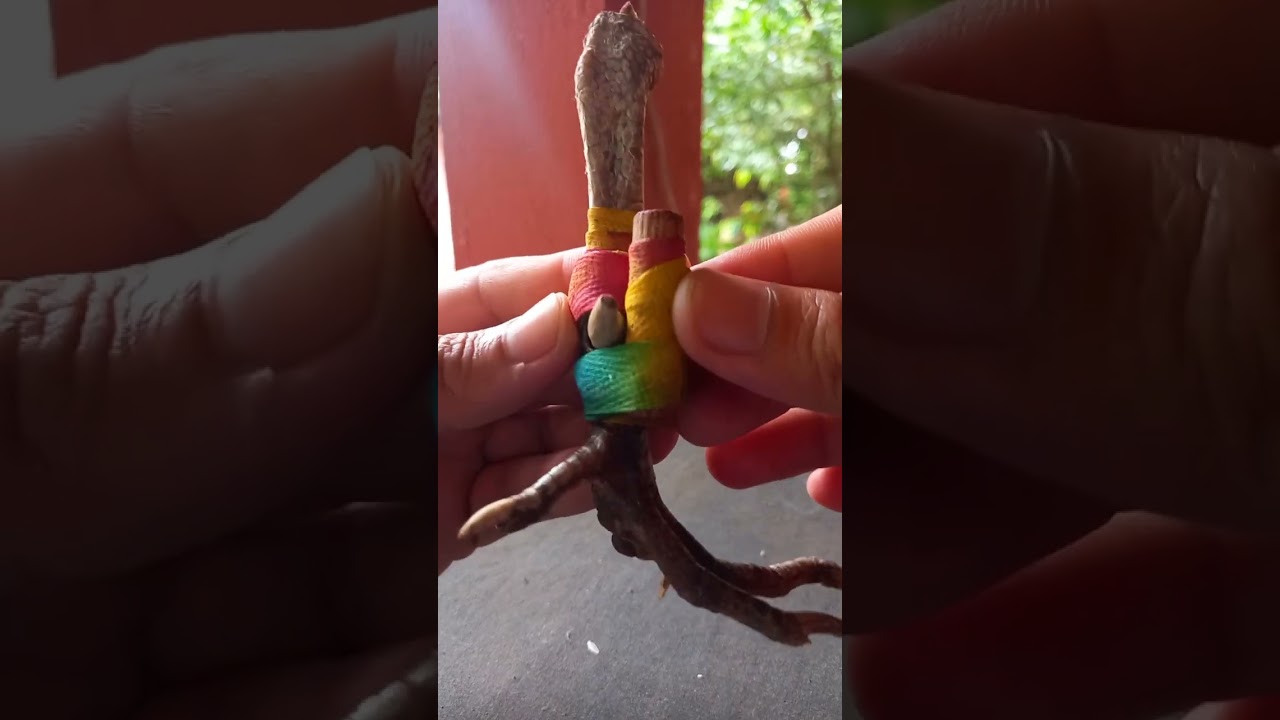 Bagong Asintang Sangkong (fastest kill)