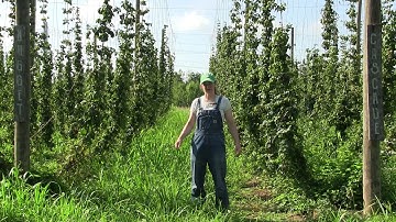 Hops Pest Management Overview - Ohio