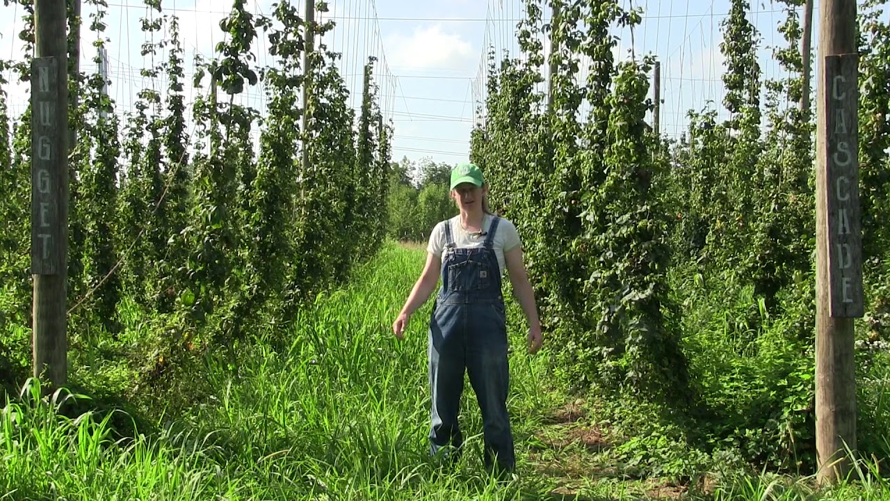 Hops Pest Management Overview - Ohio