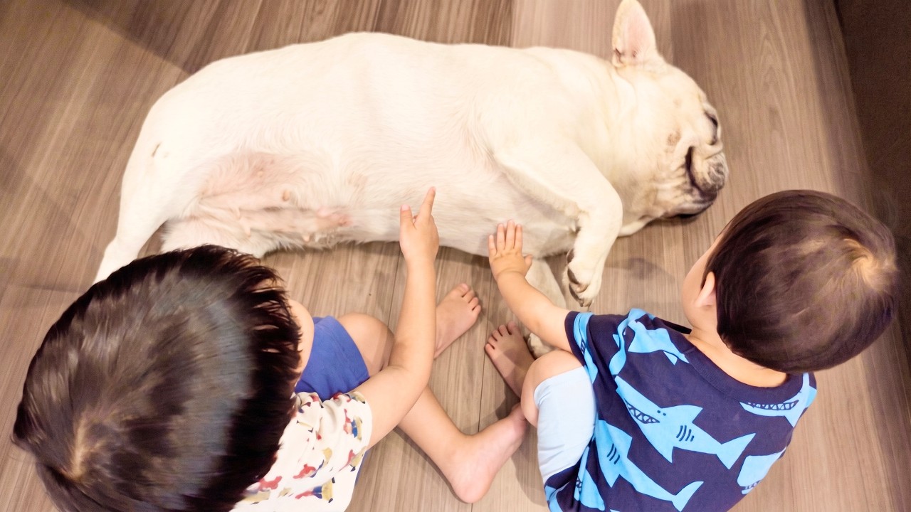 寂しさを感じた愛犬がこうなりました…