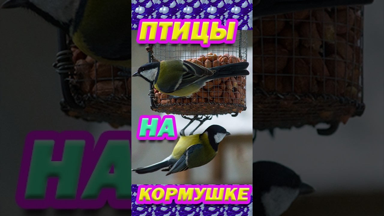 Прямая трансляция с кормушек для птиц