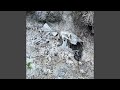 Photograph a Mass Extinction