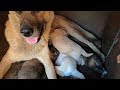 Hungry Puppies in Action - Cute Milk Feeding Session!