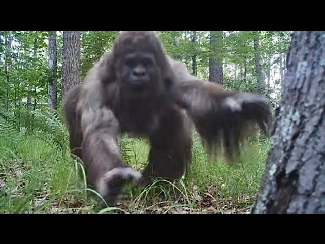 MOST STARTLING ENCOUNTER ON TRAIL-CAM!