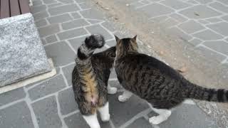 【猫動画】なかよし猫ちゃんさんぽ　cat walk　#猫  #地域猫  #野良猫