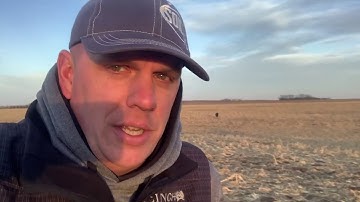 Grazing and Feeding Cull Cows in the Fields instead of in the lot!