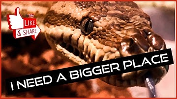 CENTRALIAN PYTHON MOVES HOUSE!!