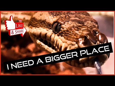 CENTRALIAN PYTHON MOVES HOUSE!!
