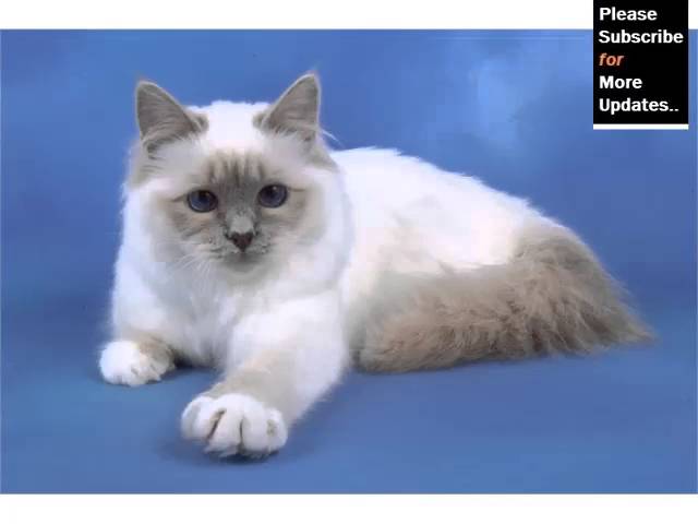 blue tortie birman