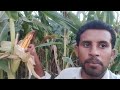 |Today Vibe|How to Check Carefully Corn Cob today? 