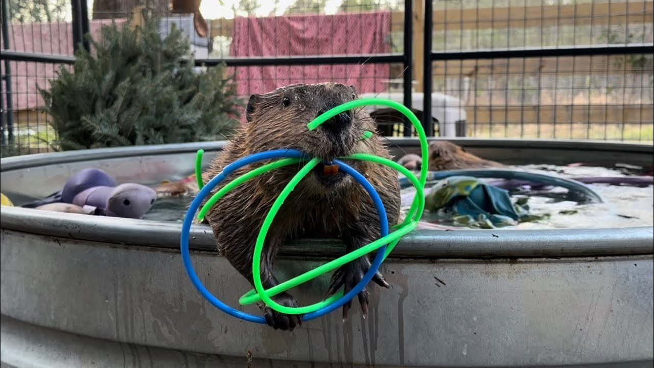 “Trust the process and don’t question it” Blossom