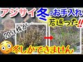【冬の手入れでアジサイ株は見違える✨】花付き激変を狙うなら今‼️冬しかできない重要作業✨害虫予防・蒸れ対策・枝の若返り・あえて根を切る⁉️20年放置アジサイを一瞬で若返らせます🤗【ガーデニング】