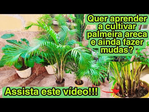 Vídeo: Plantas de palmeira de sagu ao ar livre - Como cuidar da palmeira de sagu ao ar livre
