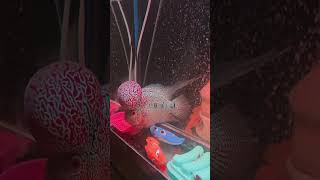Flowerhorn Cencu Mixed SRD Flowerhorn
