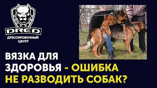 Вязка для здоровья | Почему не нужно вязать собак вообще