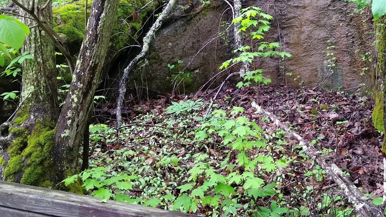 Trout Lily Trail 2020 Panther Creek State Park YouTube