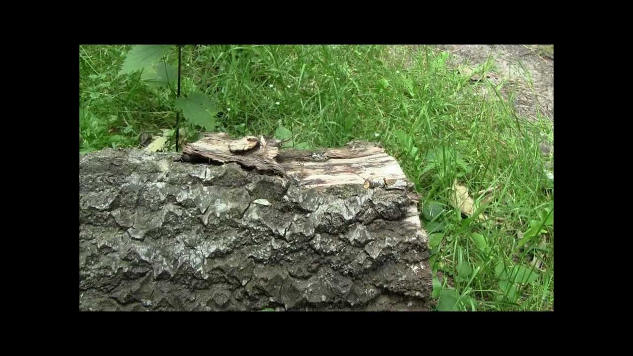 Amazing camouflaged nocturnal butterfly! (moth). De wapendrager (Phalera bucephala) The buff-tip