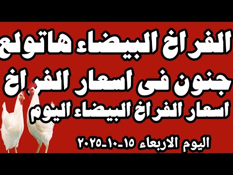 اسعار الفراخ البيضاء اليوم سعر الفراخ البيضاء اليوم الاربعاء ١٥ ١٠ ٢٠٢٥ في المحلات في مصر