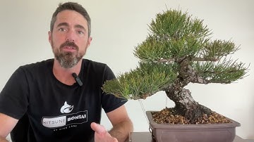 Beginner bonsai design overview