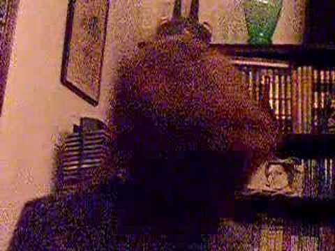 Little Bird Long Hair 14 Months Of Growth 