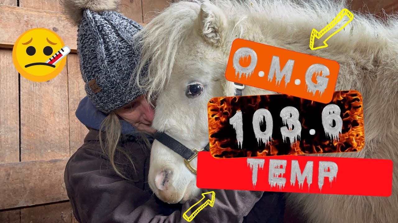 Horse Rescue Tales from the Tundra - S1-E1 - YouTube