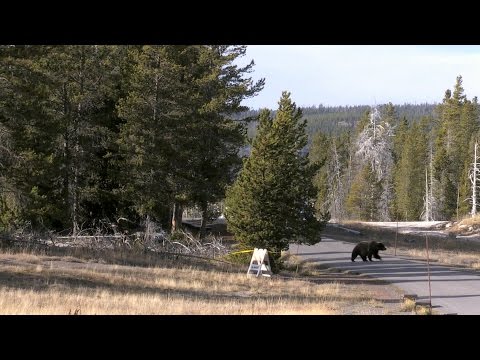 Minute Out In It: Boardwalk Bear