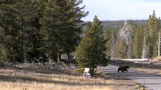 Minute Out In It: Boardwalk Bear
