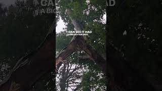 Emergency work #treeservice #newportnews #owneroperator