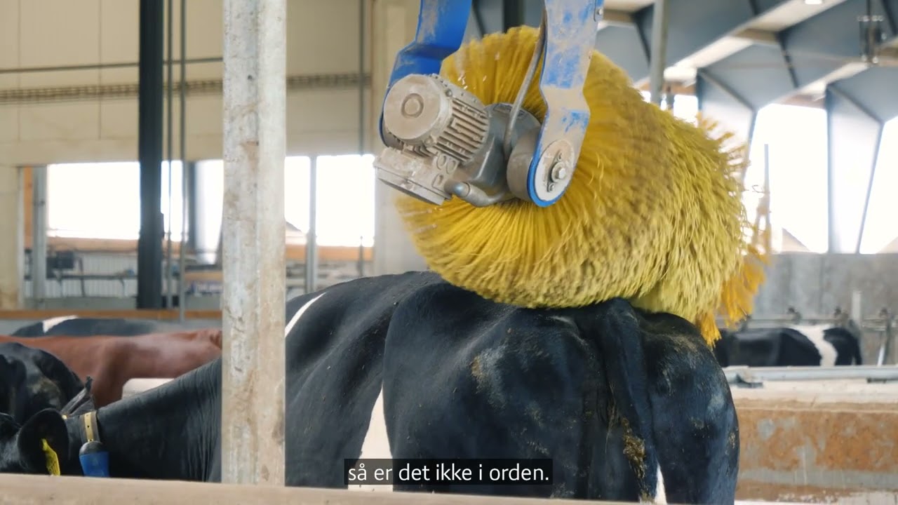 Velfærd i kvægstalden - Kobørster