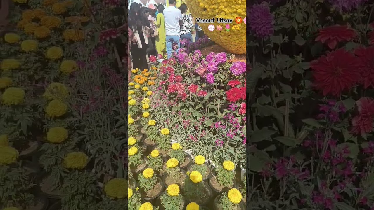 Vasant Utsav 🌷🪷💮🌸🏵️🌼🥀2025
