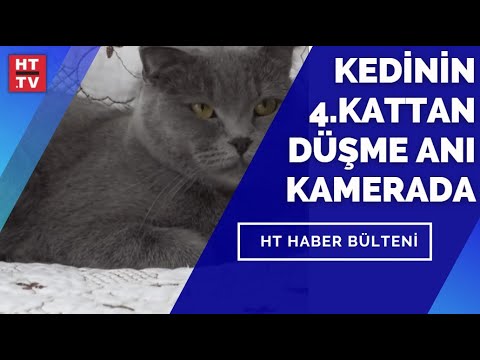 Kediye Karga Saldirdi 4 Kattan Asagiya Atladi Youtube