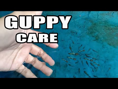 Video: Paano Pakainin Ang Guppy Fish