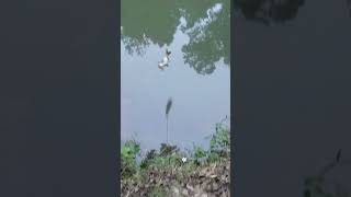 back fishing this year hope we get monster size soon #catfish #outdoors #fishing #catfishfishing