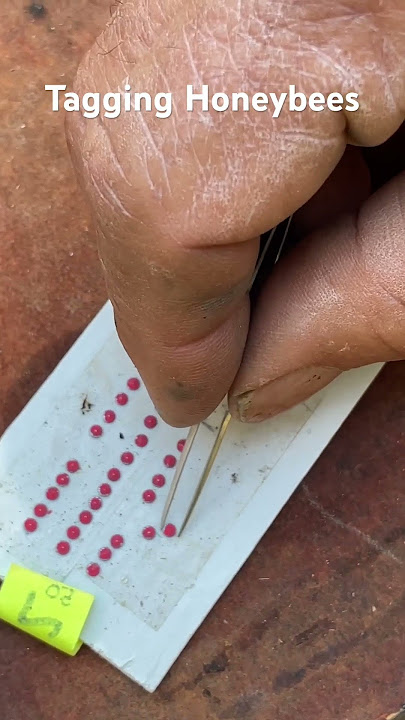 Tagging Honeybees
