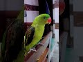 🤣🤣#subscribe #parrot #comedy