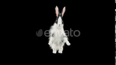 Rabbit Walking 4K | Motion Graphics - Envato elements