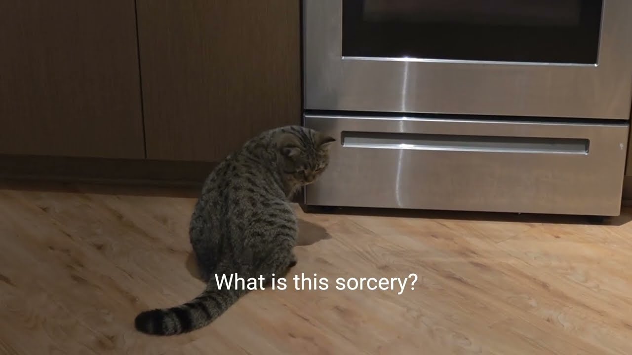 The Way My Cat Watches the Light Is Hilarious