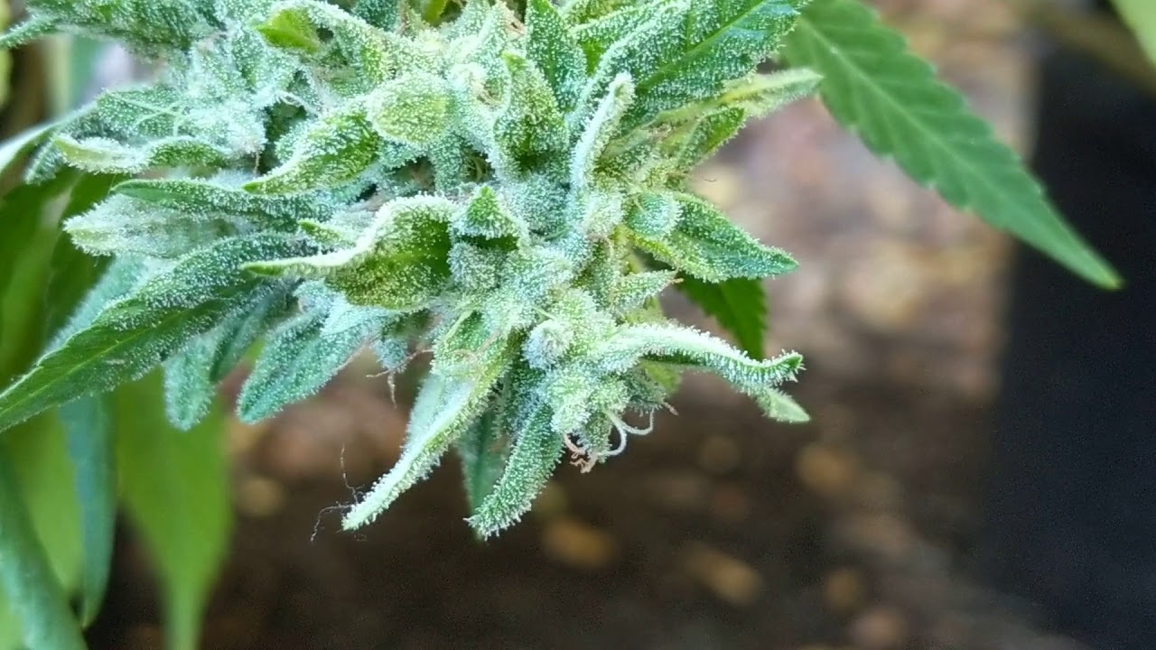 Platinum Girl Scout Cookies